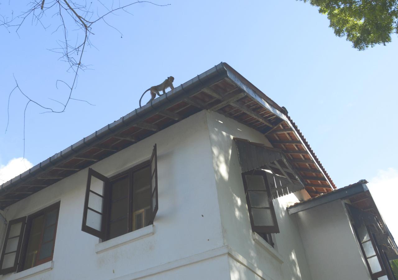 Fig And Gecko Hostel Anurâdhapura Extérieur photo